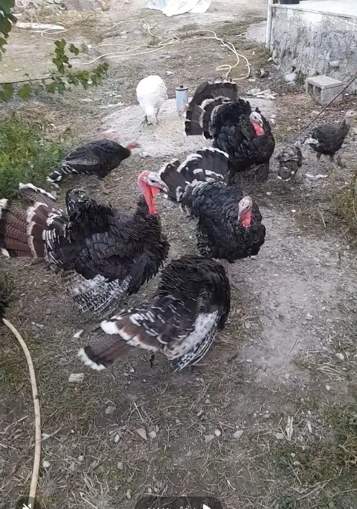 بوقلمون طبیعی|حیوانات مزرعه|مشگین شهر, |دیوار