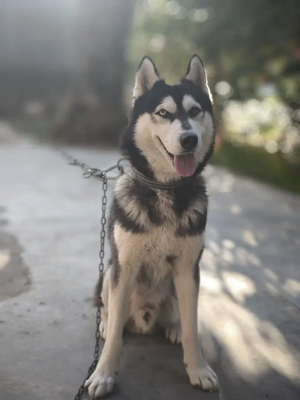 سگ هاسکی|سگ|امیدیه, |دیوار