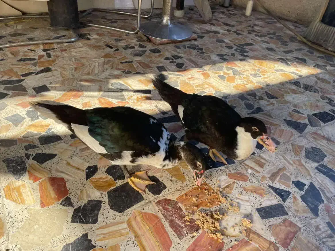 فروش دو عدد اردک نر خارجی روسی یا اسرائیلی|حیوانات مزرعه|چالوس, |دیوار