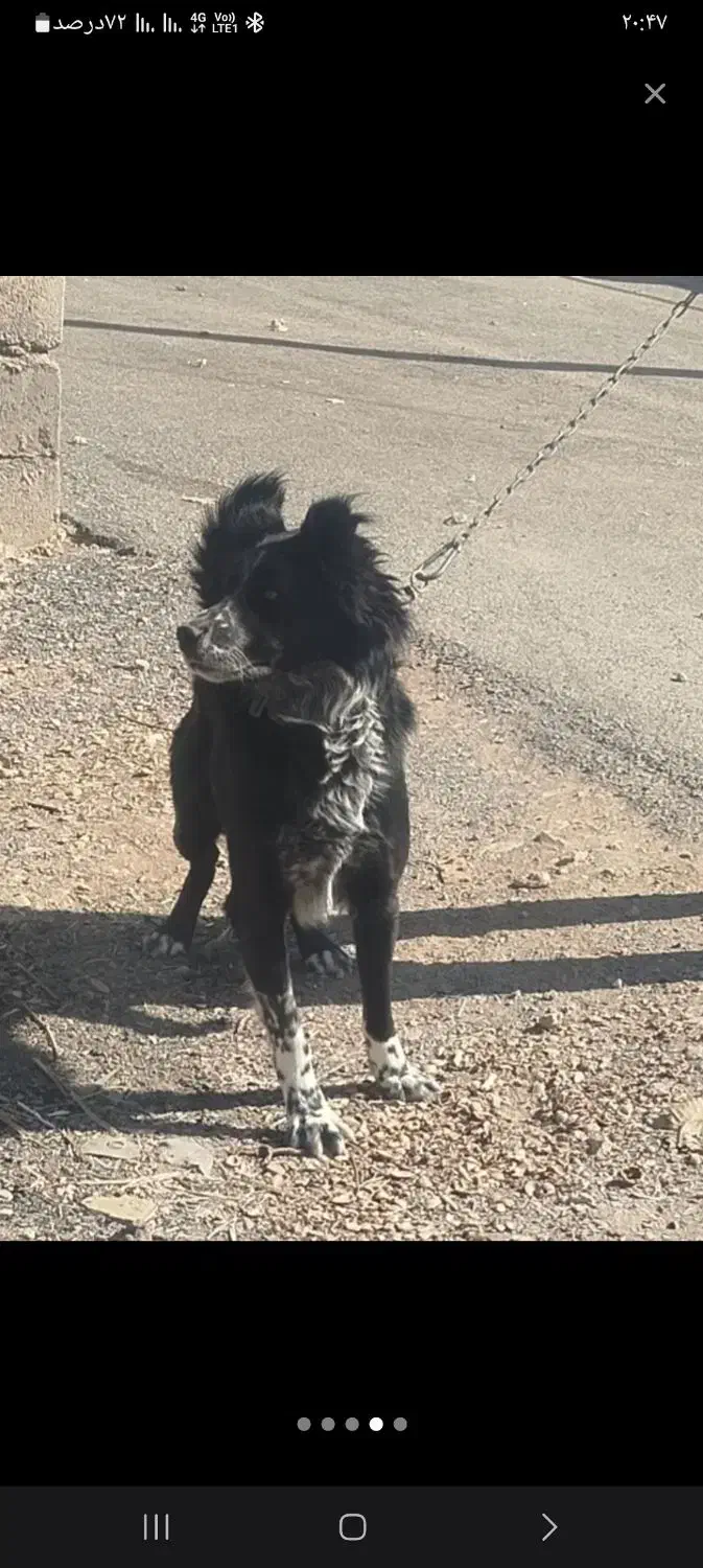 توله قدریجونی|سگ|شازند, |دیوار