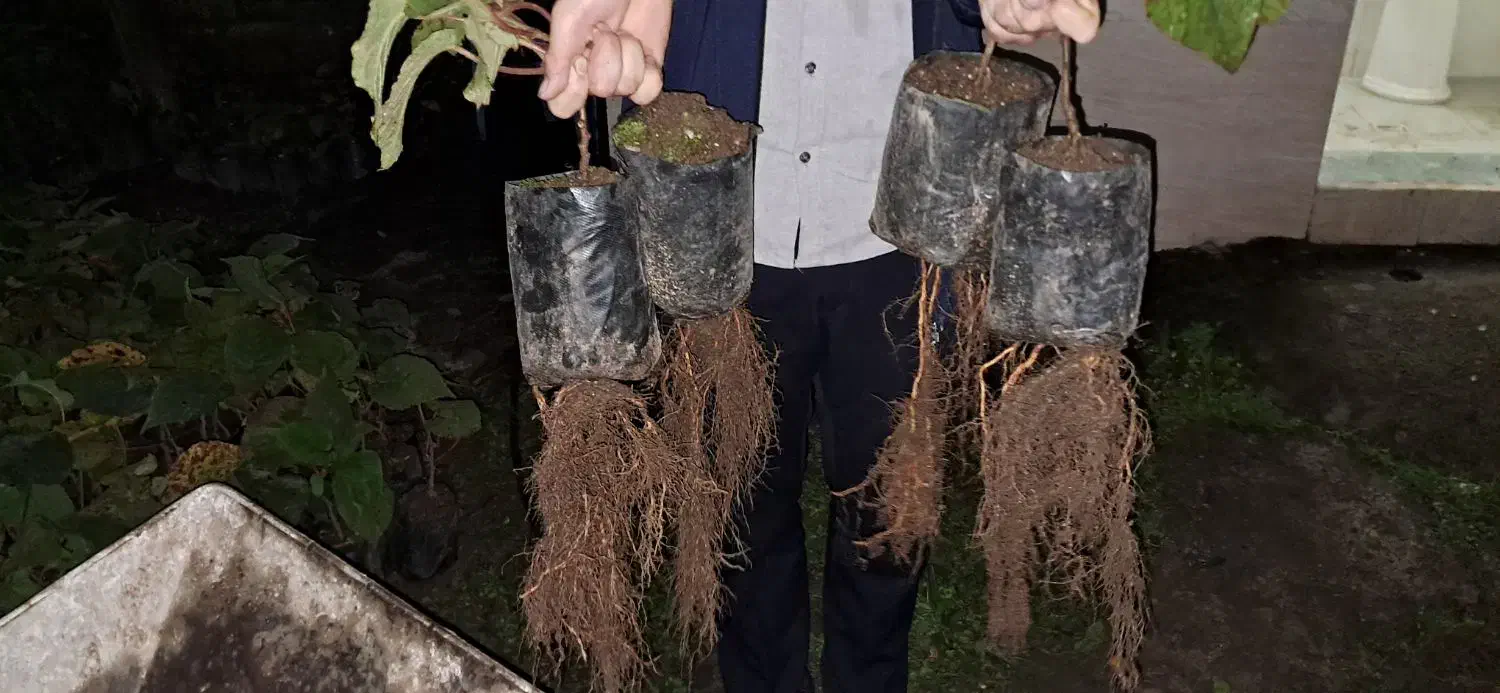 نهال کیوی تلخ|خدمات باغبانی و درختکاری|حویق, |دیوار