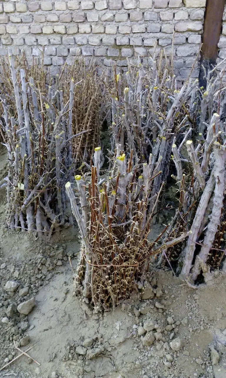 نهال زرشک خریداریم|خدمات باغبانی و درختکاری|قائن, |دیوار