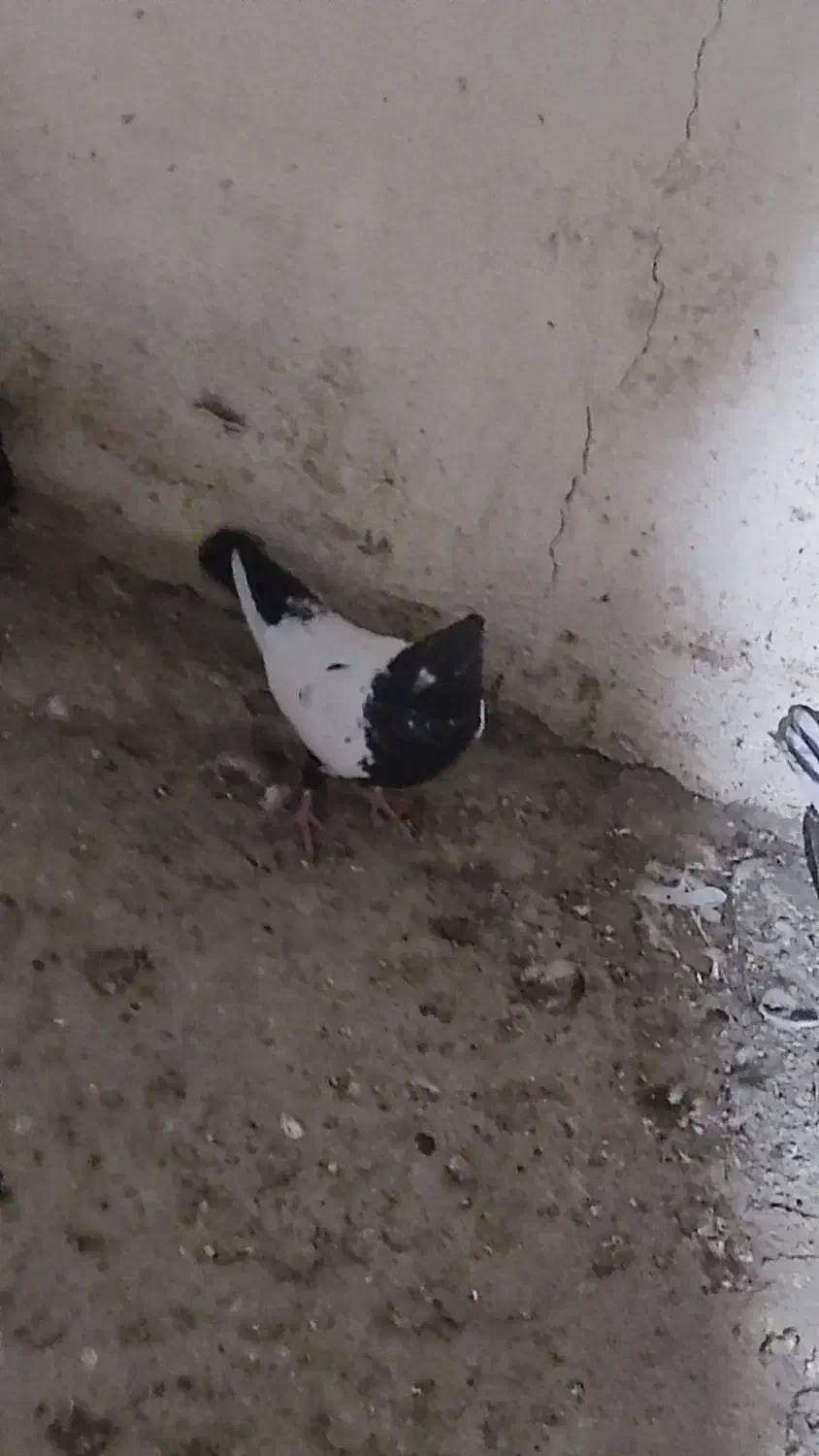 کفتر دورنگ|پرنده|قزوین, |دیوار