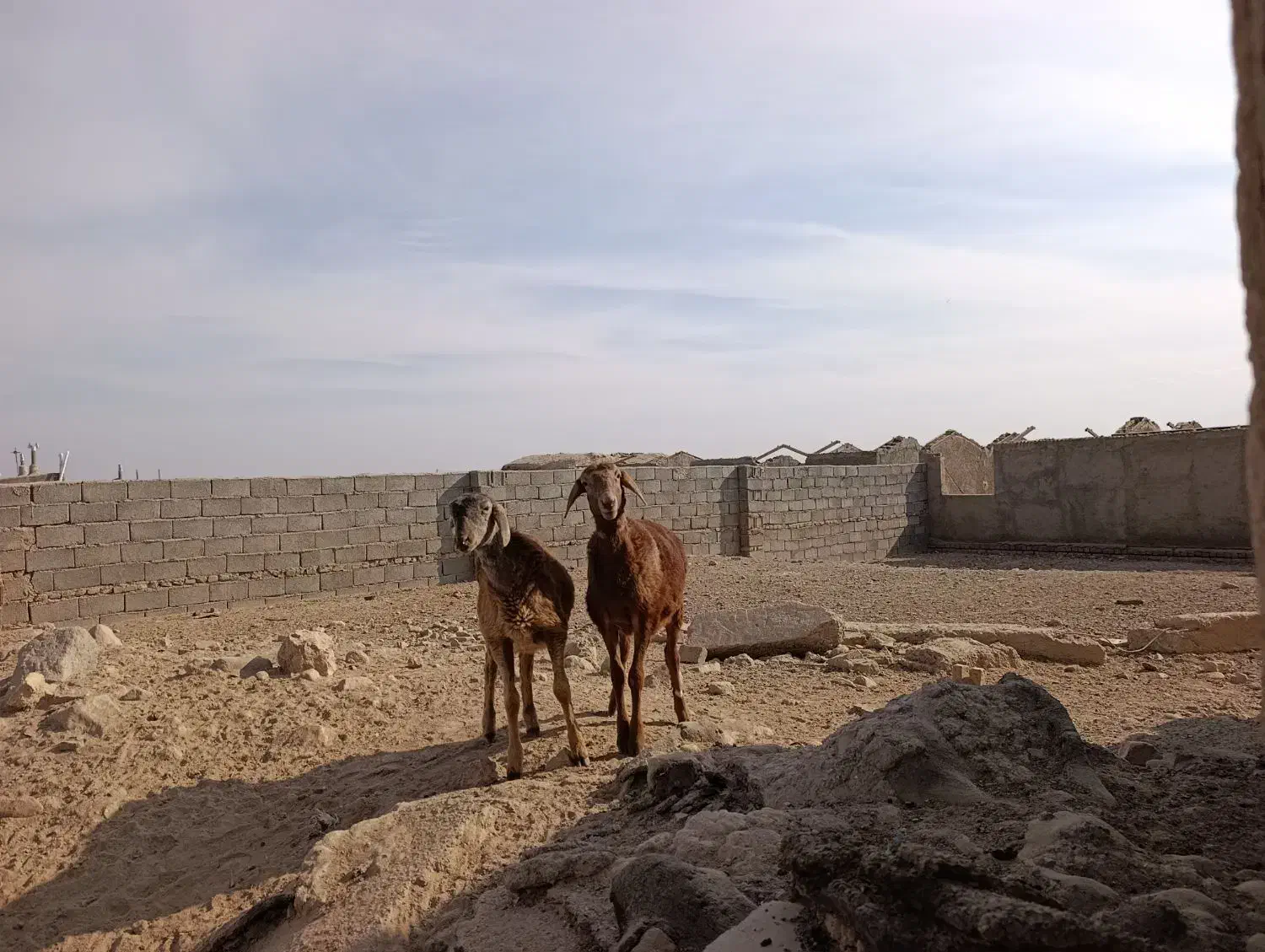 بره چینی|حیوانات مزرعه|زیرکوه, |دیوار