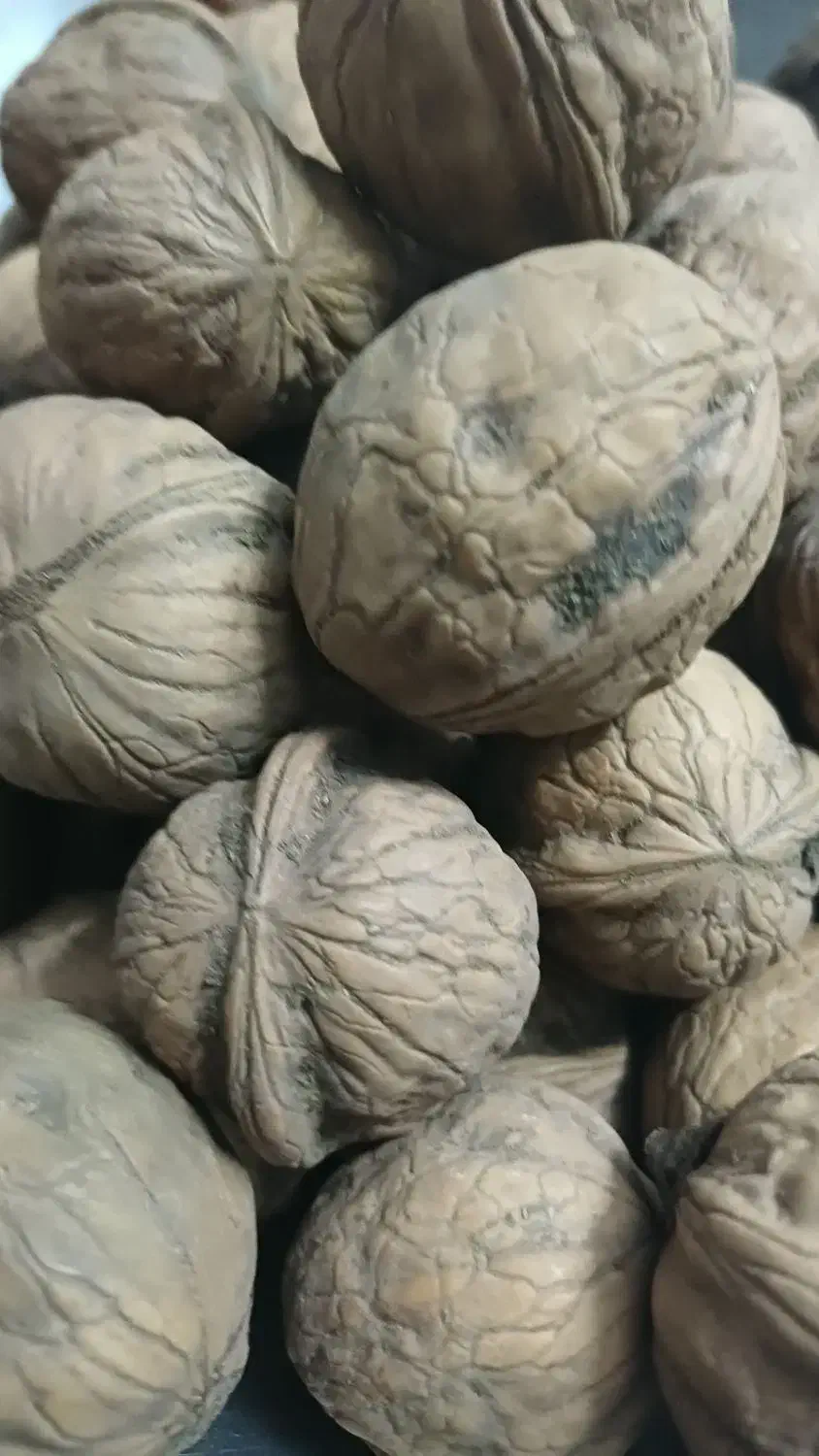 گردو، کشمش، مویز|خوردنی و آشامیدنی|تهران, باغ فیض|دیوار