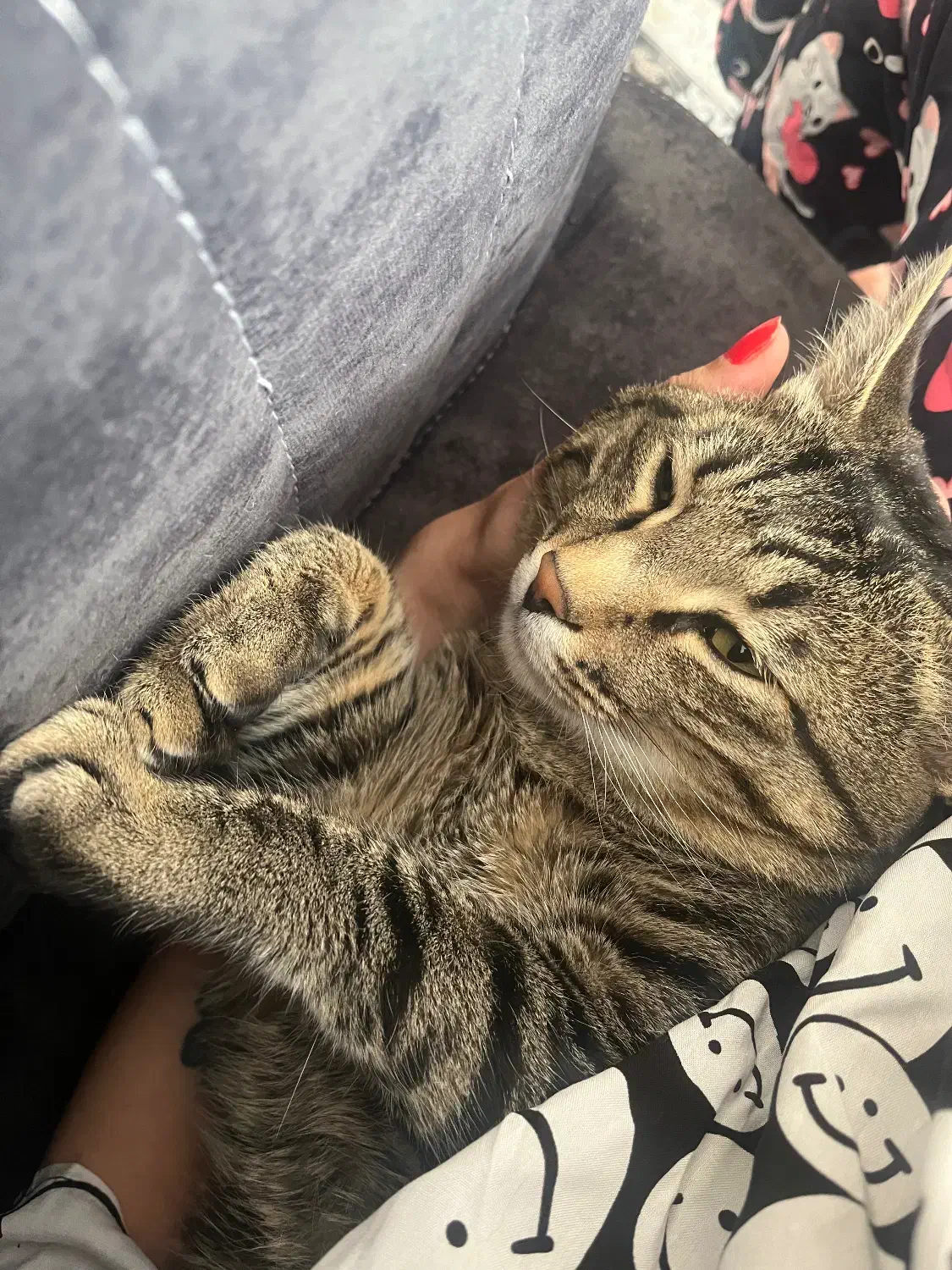 سرپرستی گربه|گربه|محمدیه-قزوین, |دیوار