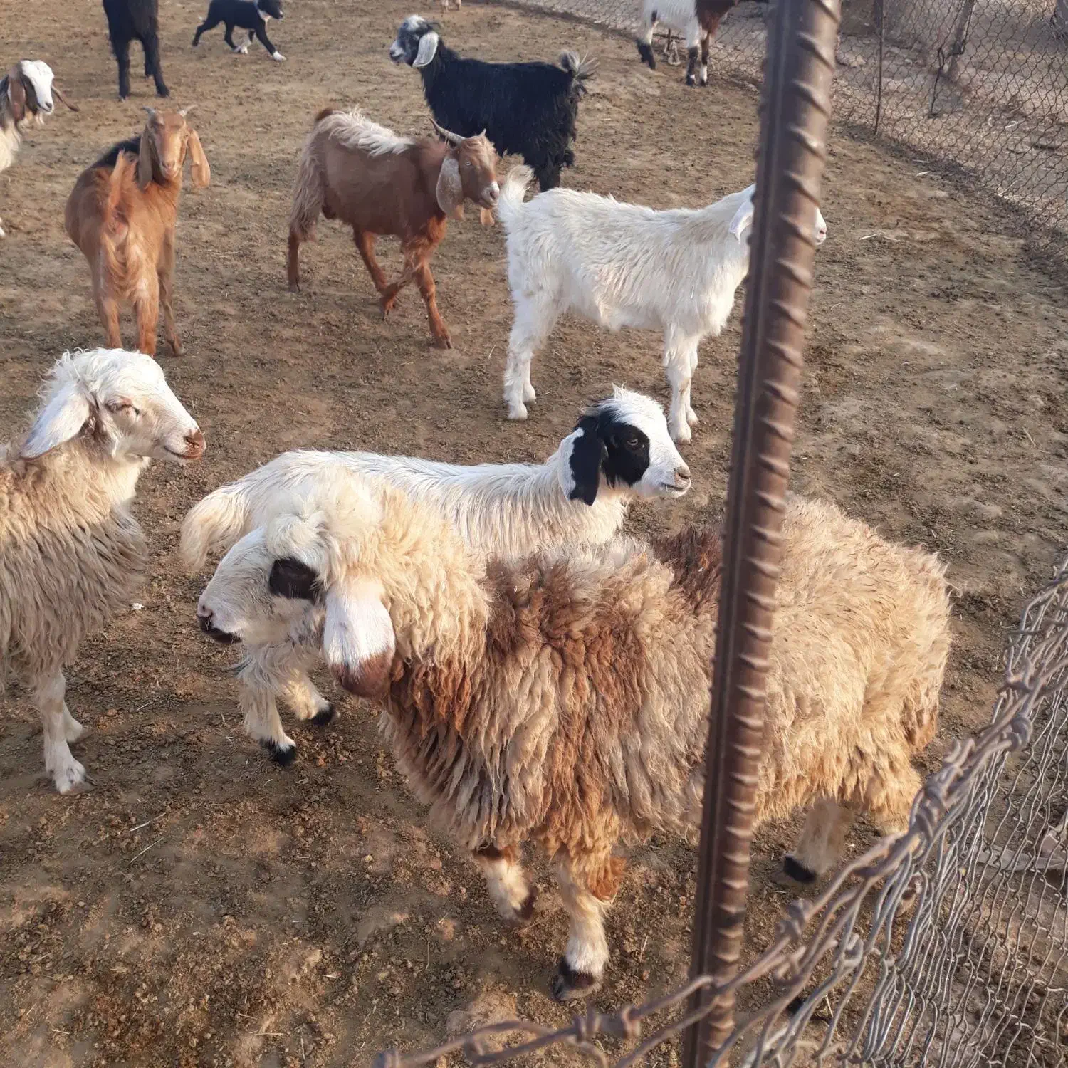 بز قاله یا حمون بی|حیوانات مزرعه|شوش, |دیوار