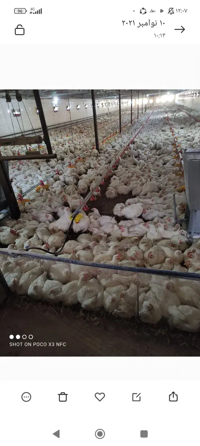 اجاره مرغداری ۲۵۰۰۰قطعه|اجارهٔ دفتر صنعتی، کشاورزی، تجاری|کلاترزان, |دیوار