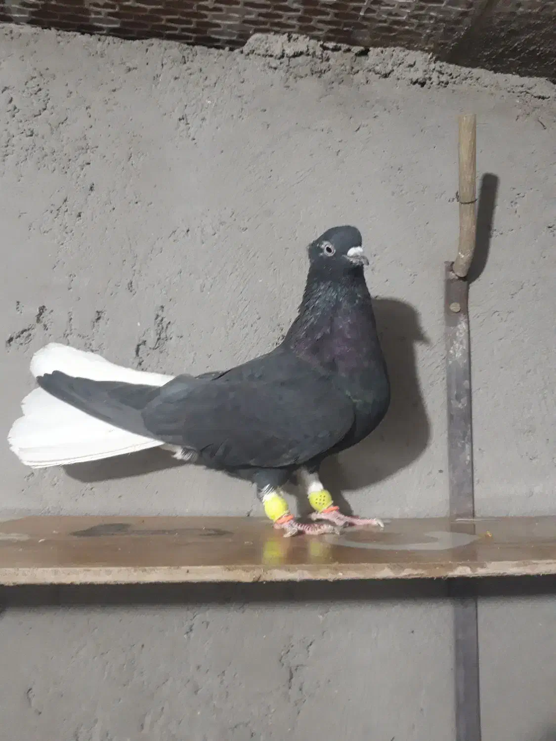 دم سفید ماده|پرنده|تاکستان, |دیوار