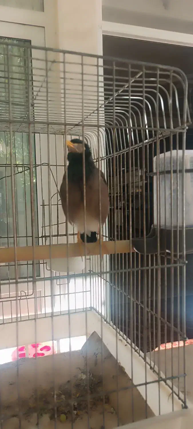 مرغ مینا|پرنده|ملایر, |دیوار