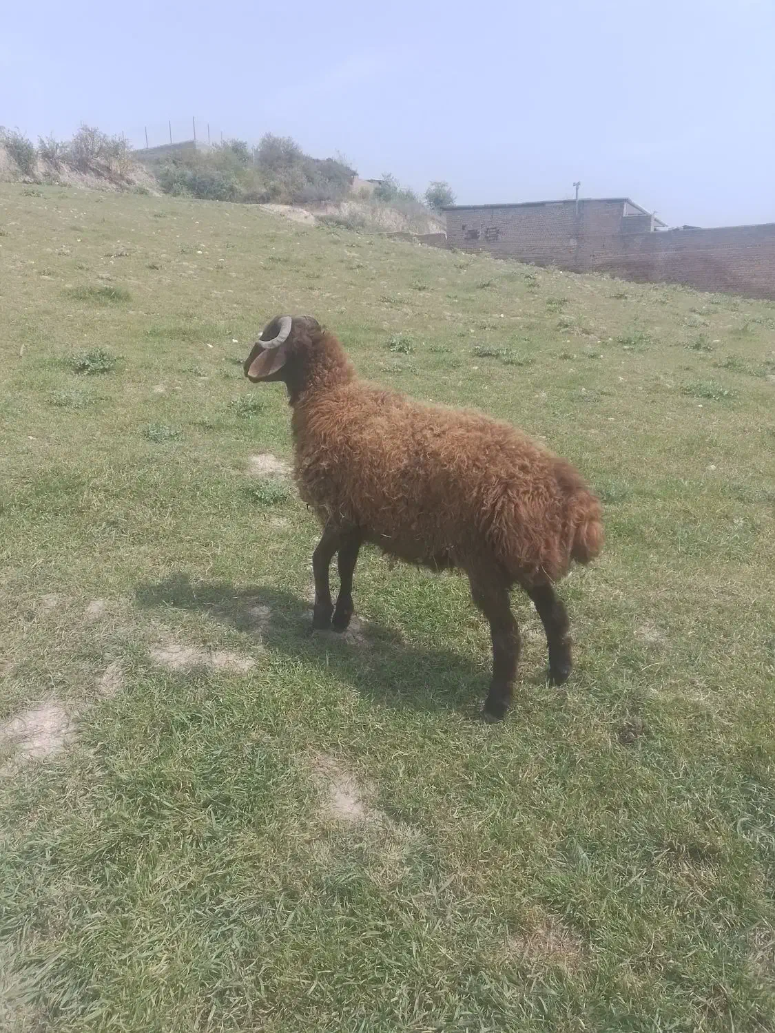 کود گوسفندی|خدمات باغبانی و درختکاری|نکا, |دیوار