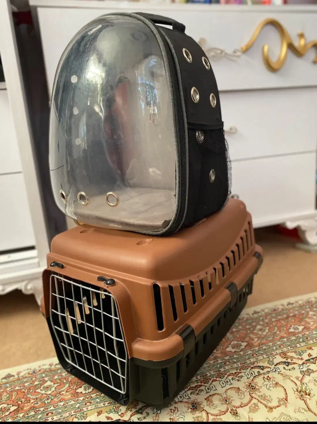 گربه ماده پرشین|گربه|ارومیه, |دیوار