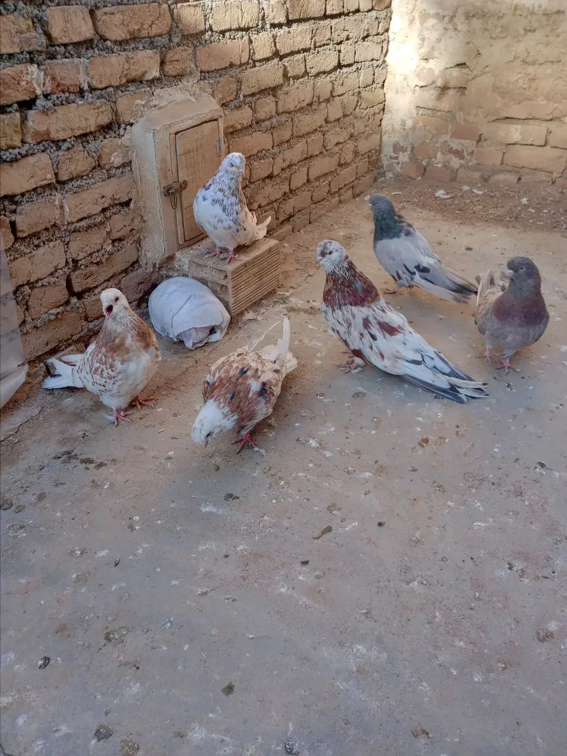 5عددسرور یک سبزجم دونه ای1000000تومان|پرنده|میانه, |دیوار