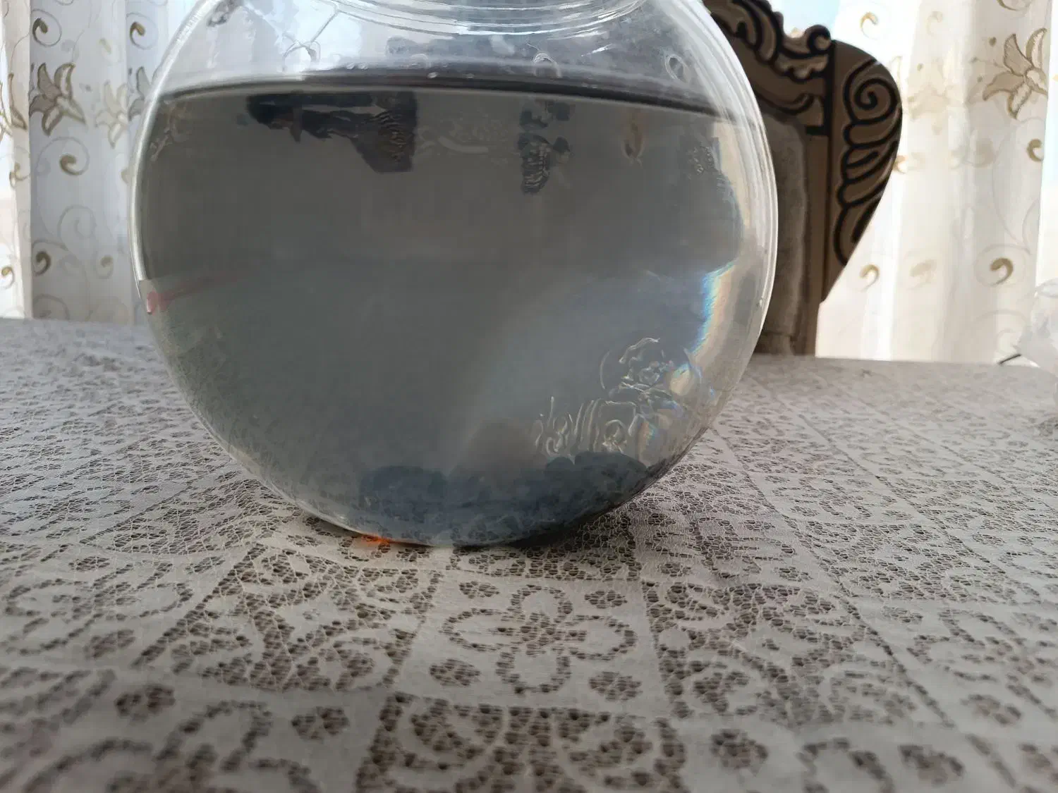 ماهی گپی|ماهی|تبریز, |دیوار