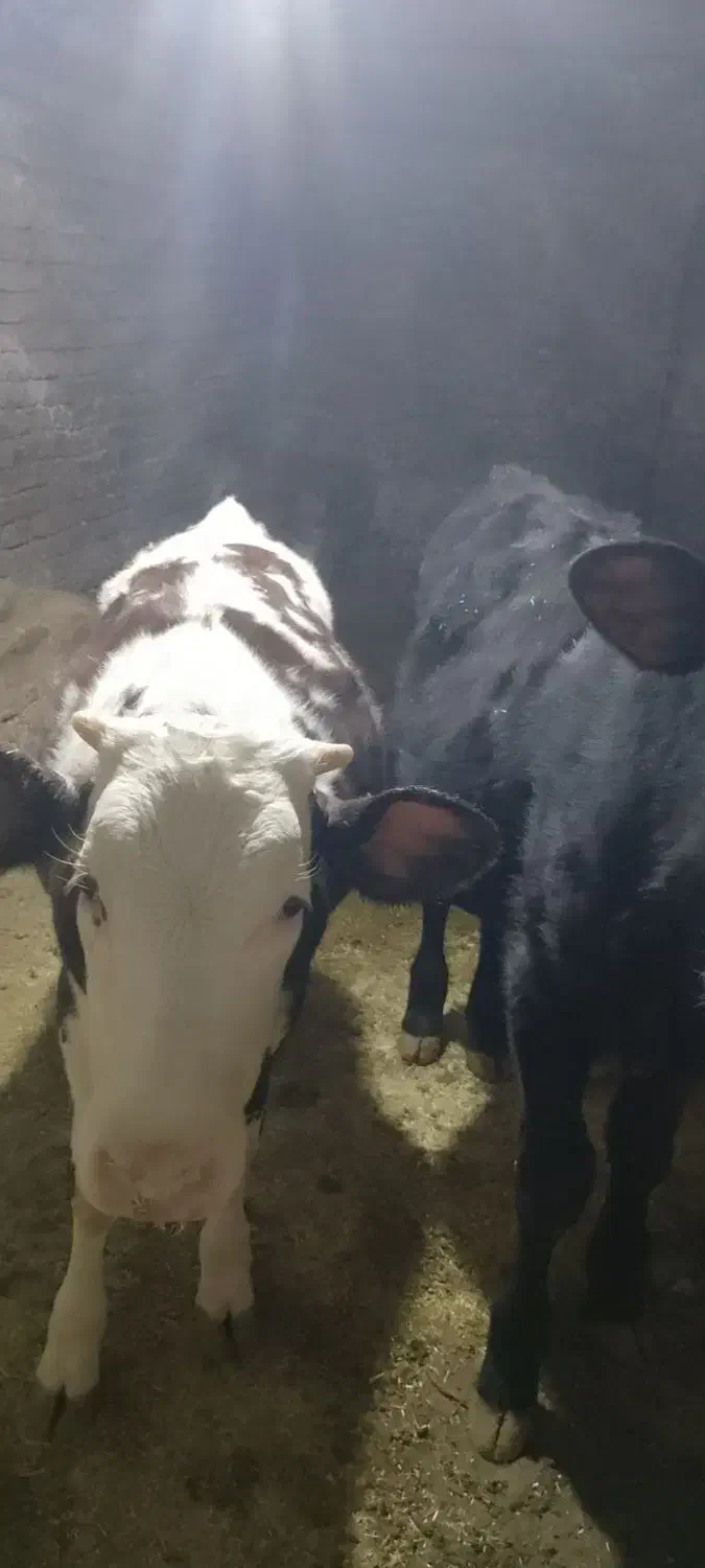 دو راس گوساله سمینتال|حیوانات مزرعه|سنندج, |دیوار