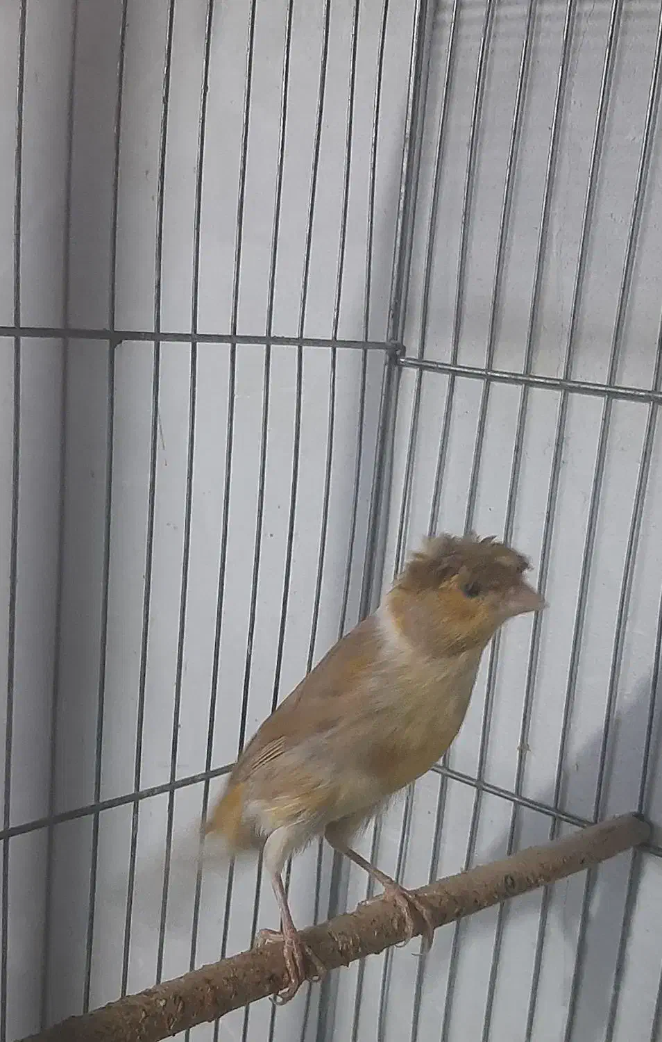 قناری نر|پرنده|بروجرد, |دیوار