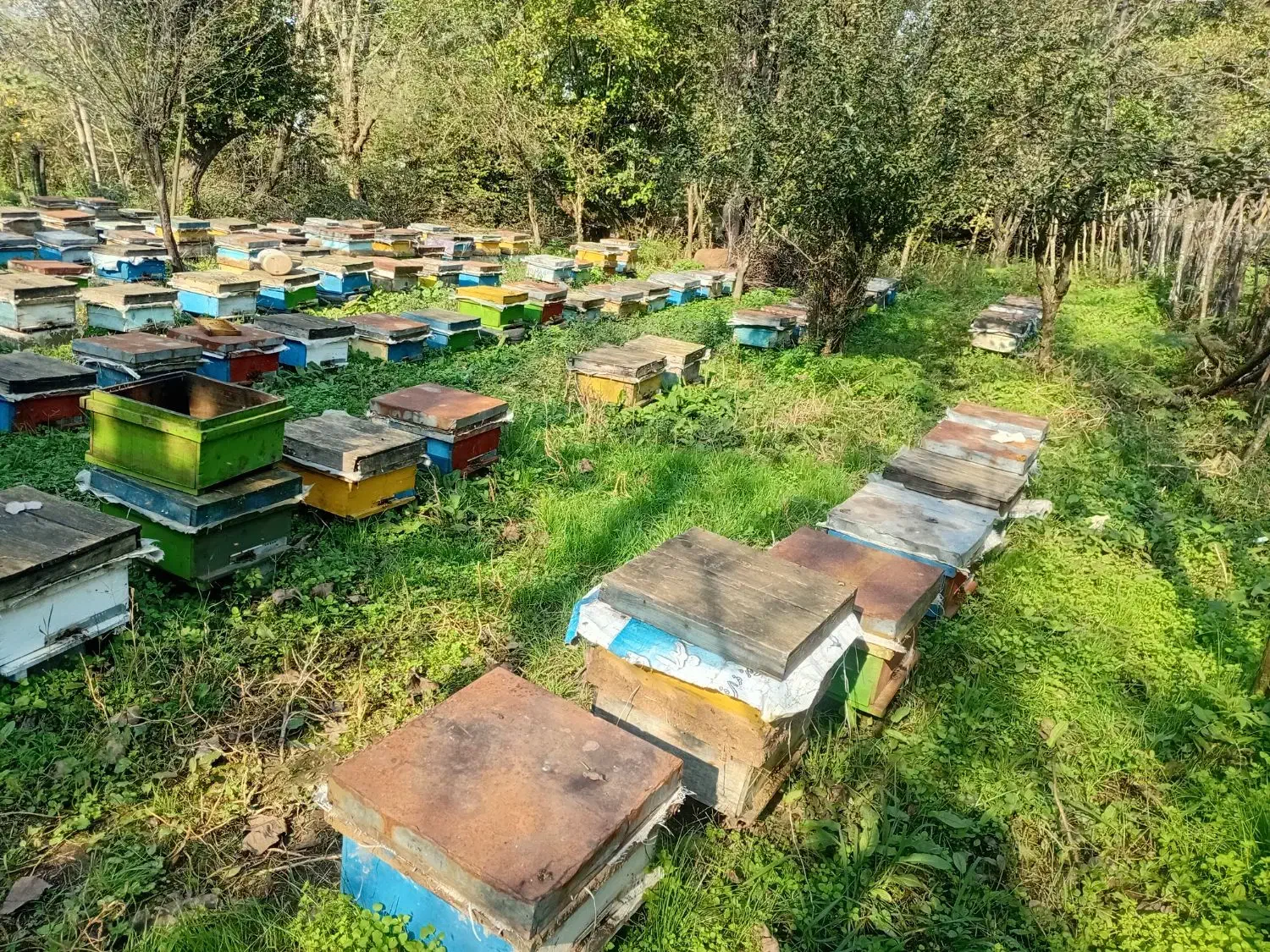 زنبور عسل|حیوانات مزرعه|سیاهکل, |دیوار