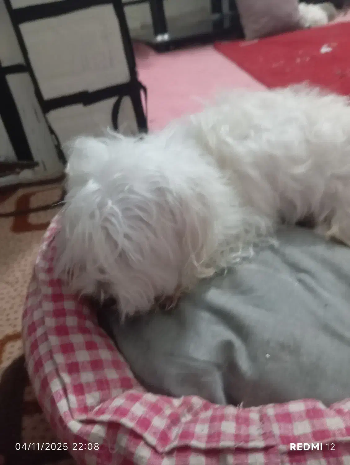 سگ  پاکوتاه|سگ|محمدیه-قزوین, |دیوار