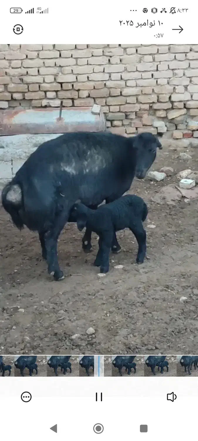 2 عدد شیشک بی گوش عشقی وزن بالا ،ابستن|حیوانات مزرعه|آشخانه, |دیوار