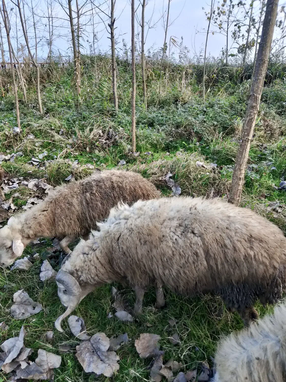 گوسفند نر تخمی فروش یا معاوضه|حیوانات مزرعه|لنگرود, |دیوار