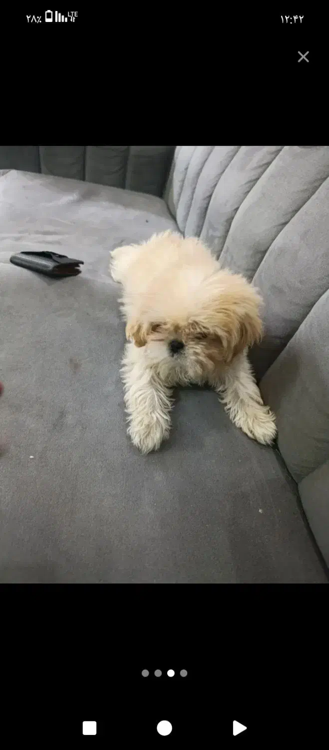 سگ گوگولی|سگ|مریوان, |دیوار