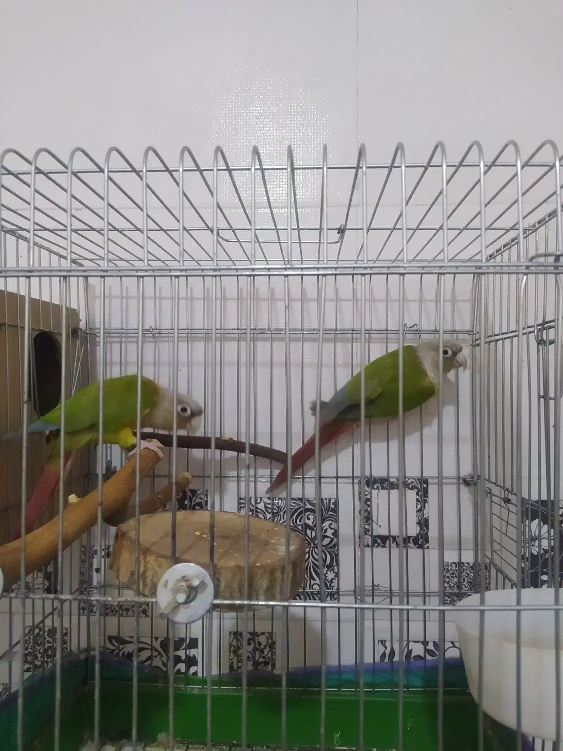 طوطی گرینچیک|پرنده|اهواز, دانشگاه چمران|دیوار