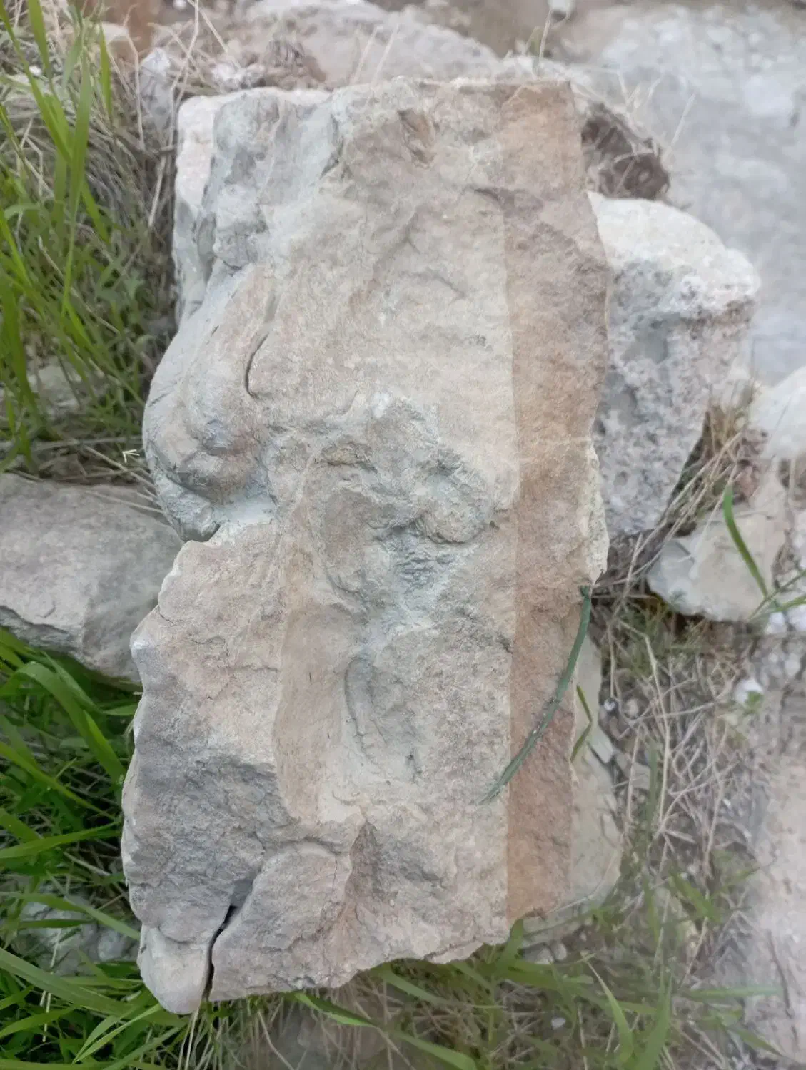 فسیل|مجسمه، تندیس، ماکت|مسجد سلیمان, |دیوار