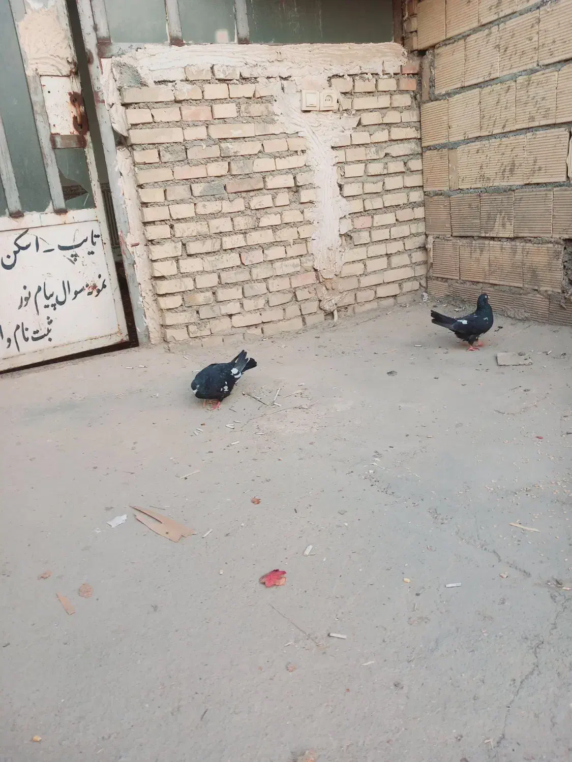 طرفی|پرنده|اهواز, عین ۲|دیوار