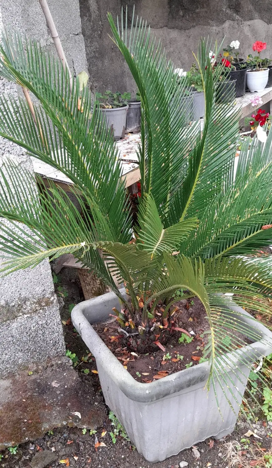 سیکاس|گل و گیاه طبیعی|رشت, حومه رشت|دیوار