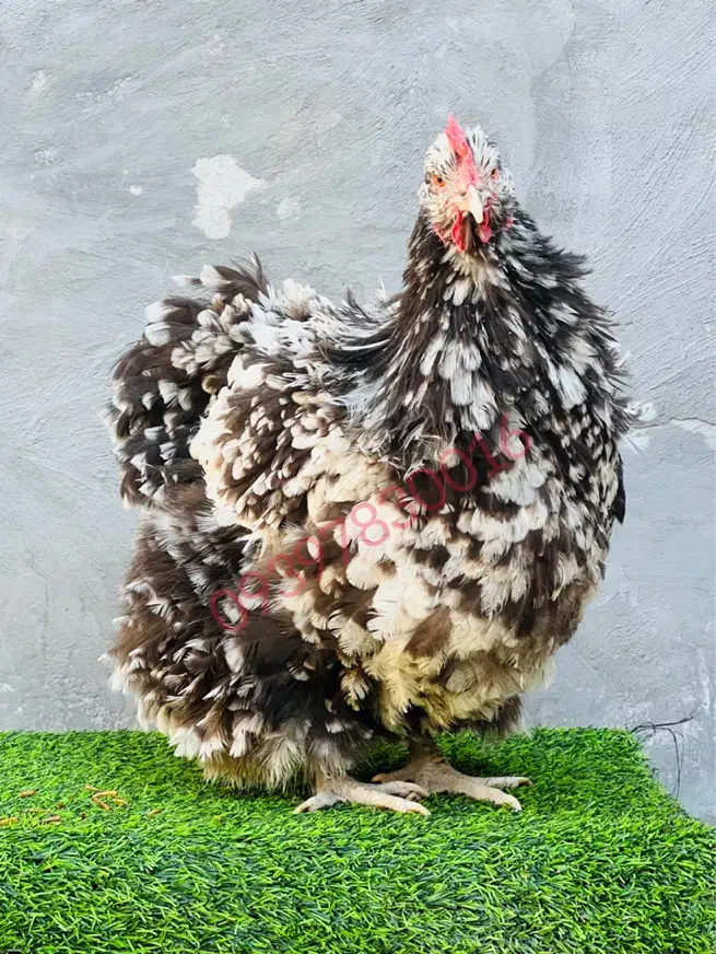 اورپینگتون نژاد سلطنتی|حیوانات مزرعه|تهران, آرژانتین|دیوار