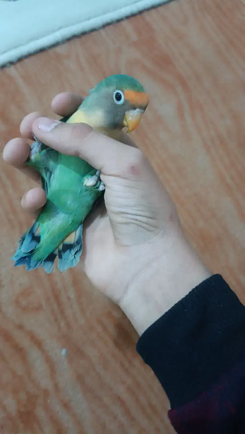 طوطی برزیلی نر|پرنده|پارسآباد, |دیوار