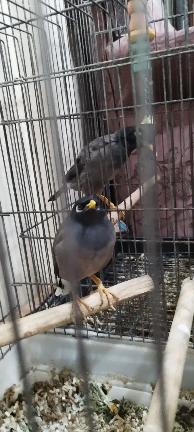 مرغ مینا سخنگو|پرنده|کرج, حصارک پایین|دیوار