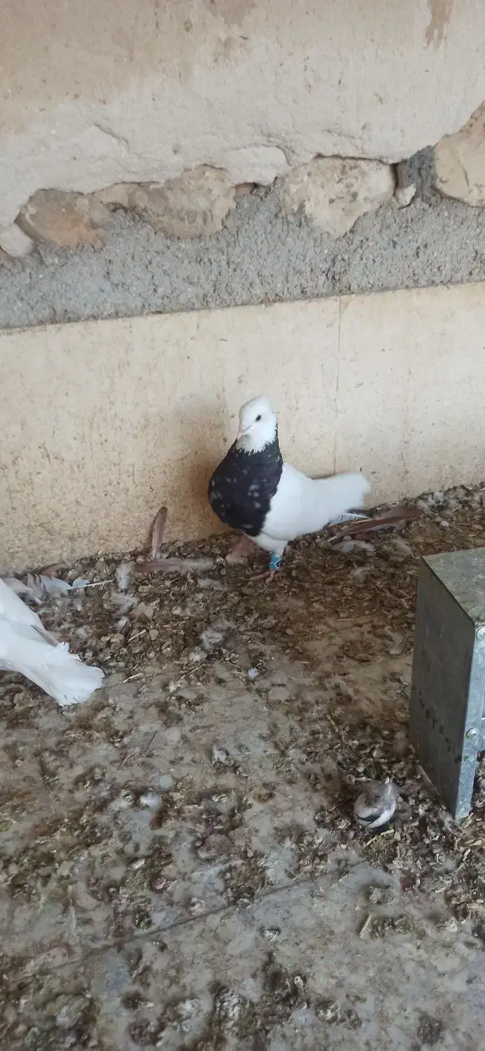 طوقی کرمانشاهی|پرنده|گله دار, |دیوار