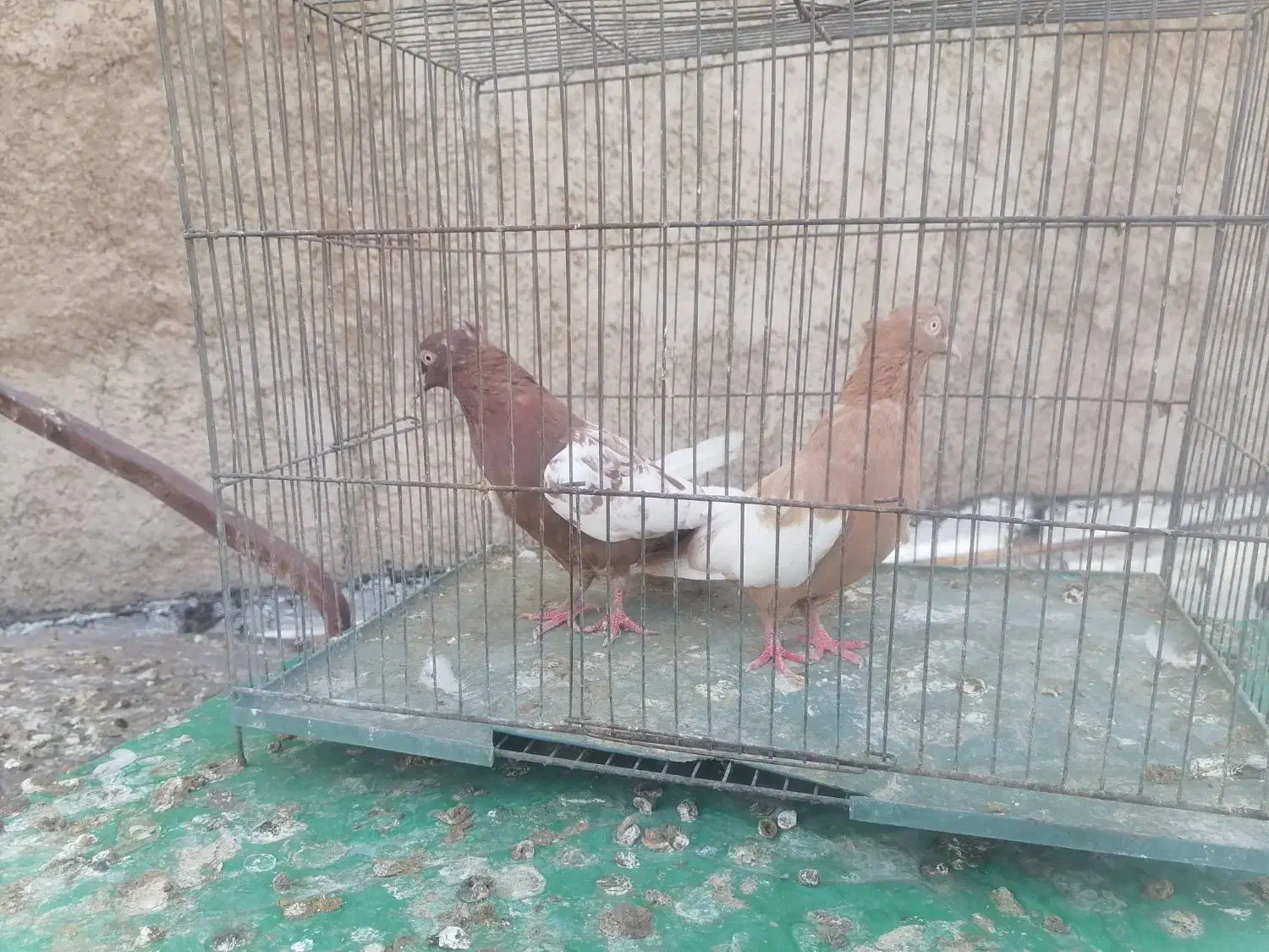 کفتر برکتی|پرنده|شیراز, حجت آباد|دیوار