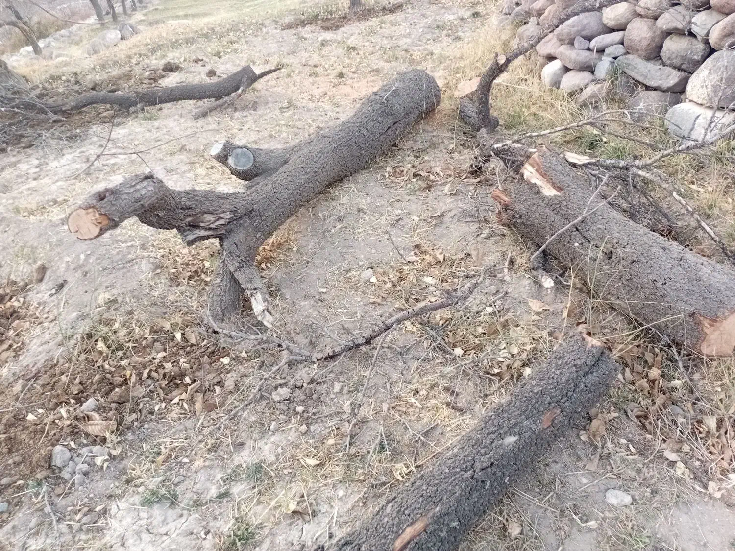 چوب خشک شده زردالو و بادام|خدمات باغبانی و درختکاری|سیه رود, |دیوار