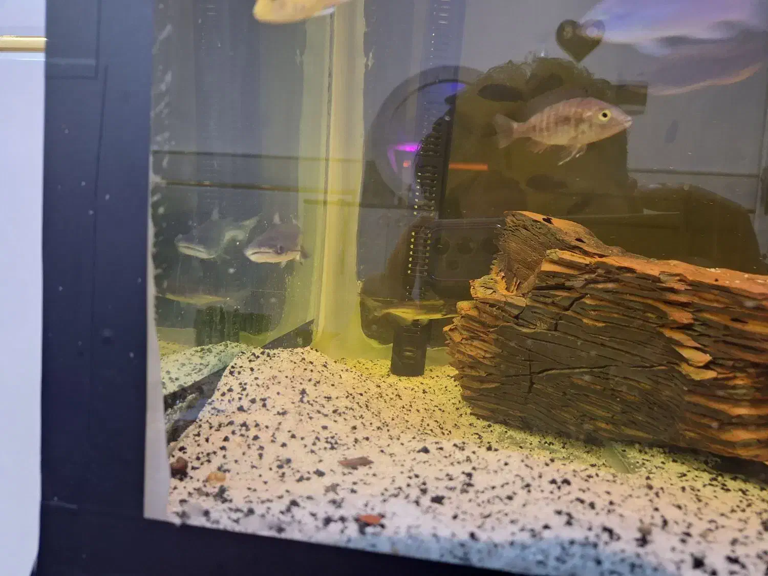 اکواریوم|ماهی|قم, شهرک فاطمیه|دیوار