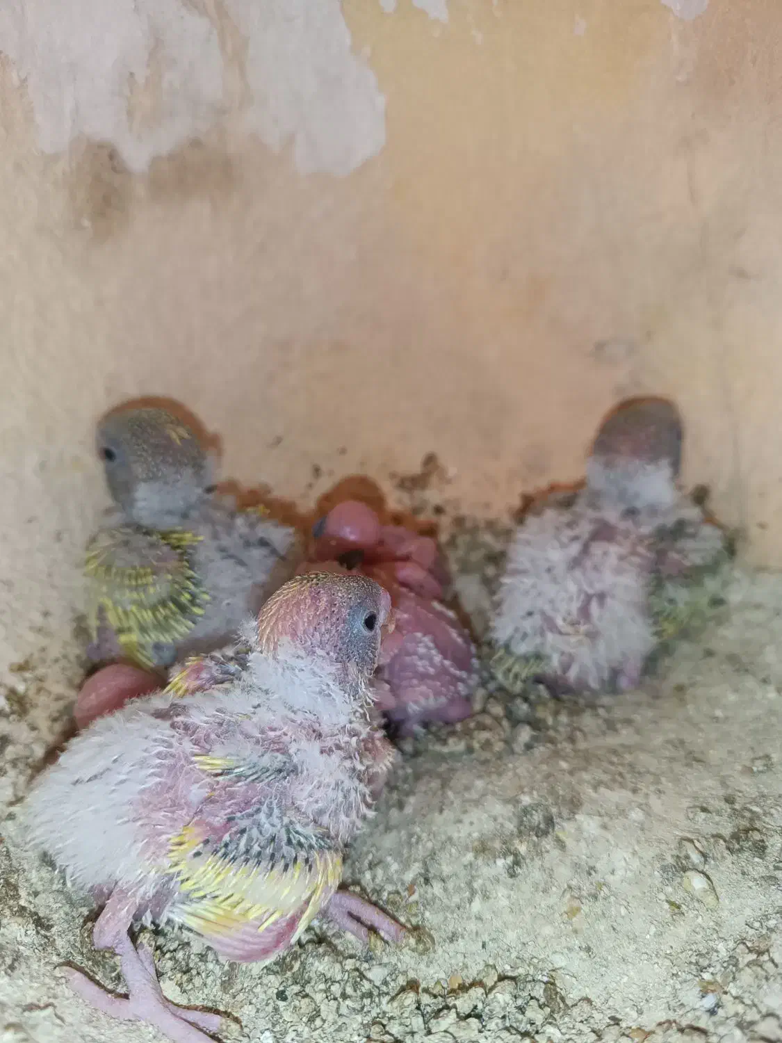 جوجه مرغ عشق سرلاکی|پرنده|سراوان, |دیوار