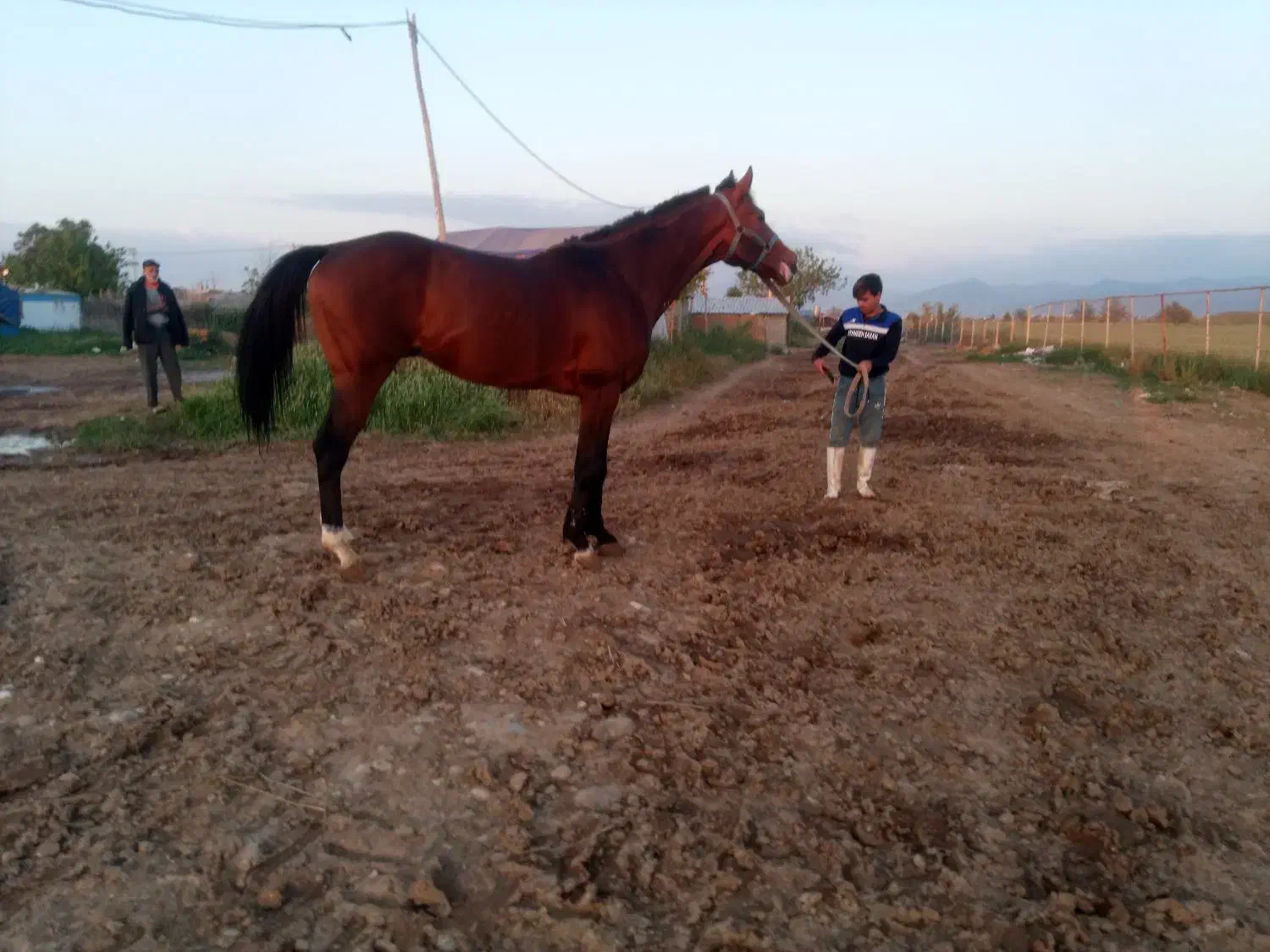 اسب نریان دوخون ۵ ساله قدبلند۱۷۴سانت|اسب و تجهیزات اسب‌سواری|تهران, امیریه|دیوار