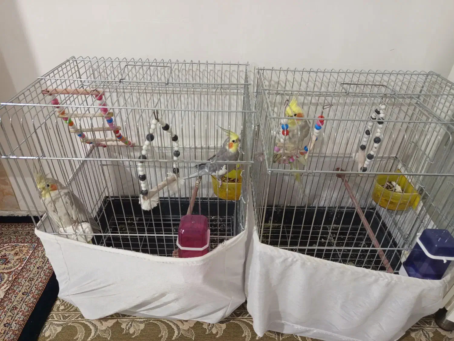 عروس|پرنده|ارومیه, |دیوار