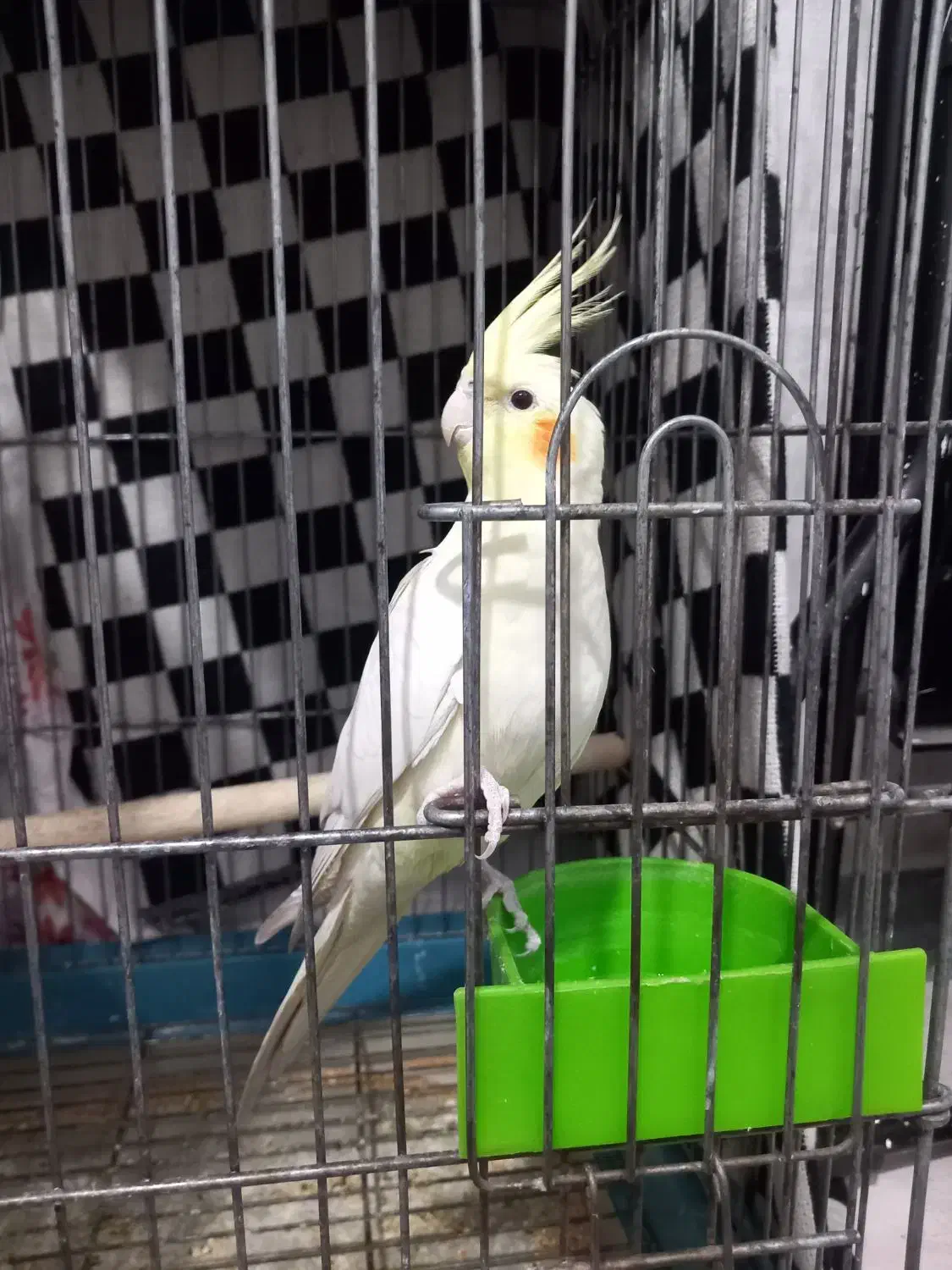 عروس هلندی|پرنده|قرچک, میرزائی جنوبی|دیوار