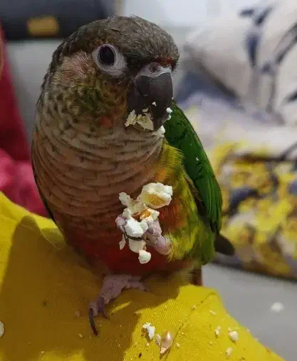 گرینچیک گمشده|حیوانات|ساوه, |دیوار