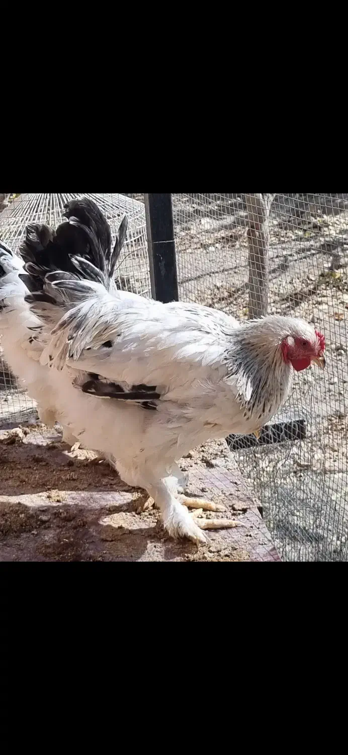 خروس برهما|حیوانات مزرعه|خمینی‌شهر, |دیوار