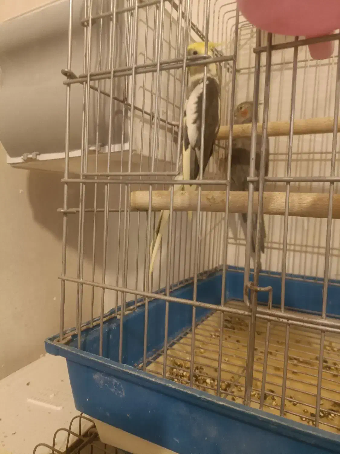 یک جفت عروس هلندی تخم گزارش|پرنده|مرودشت, سهلآباد|دیوار