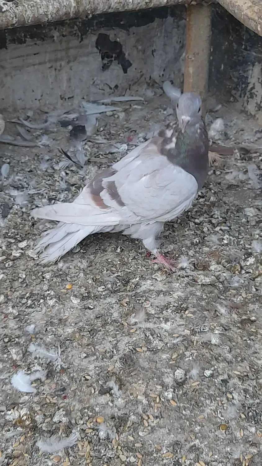 کبوتر گرفتنی پیس خطی چاهی|پرنده|قم, ولیعصر|دیوار