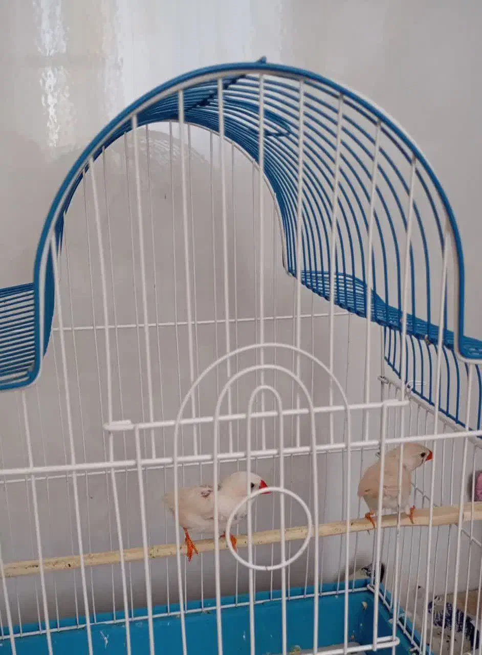 پرنده|پرنده|اشکذر, |دیوار