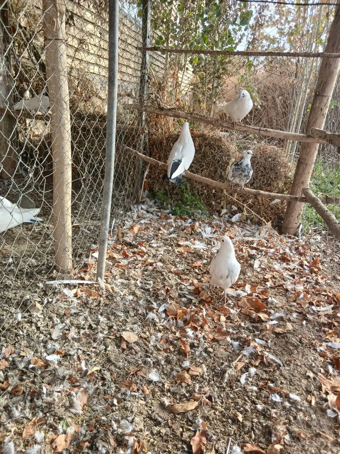 چهارتاکبوترهوای فروشی|پرنده|دیواندره, |دیوار