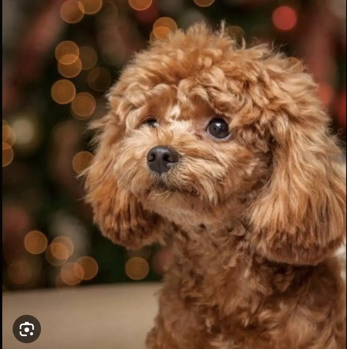 تاینی پودل رنگ رد|سگ|تهران, شهرک غرب|دیوار