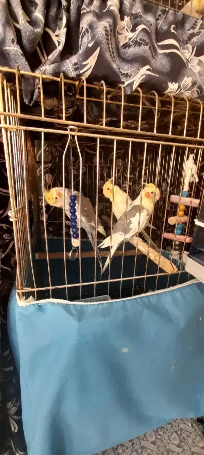 ۵عددعروس هلندی|پرنده|رزن, |دیوار