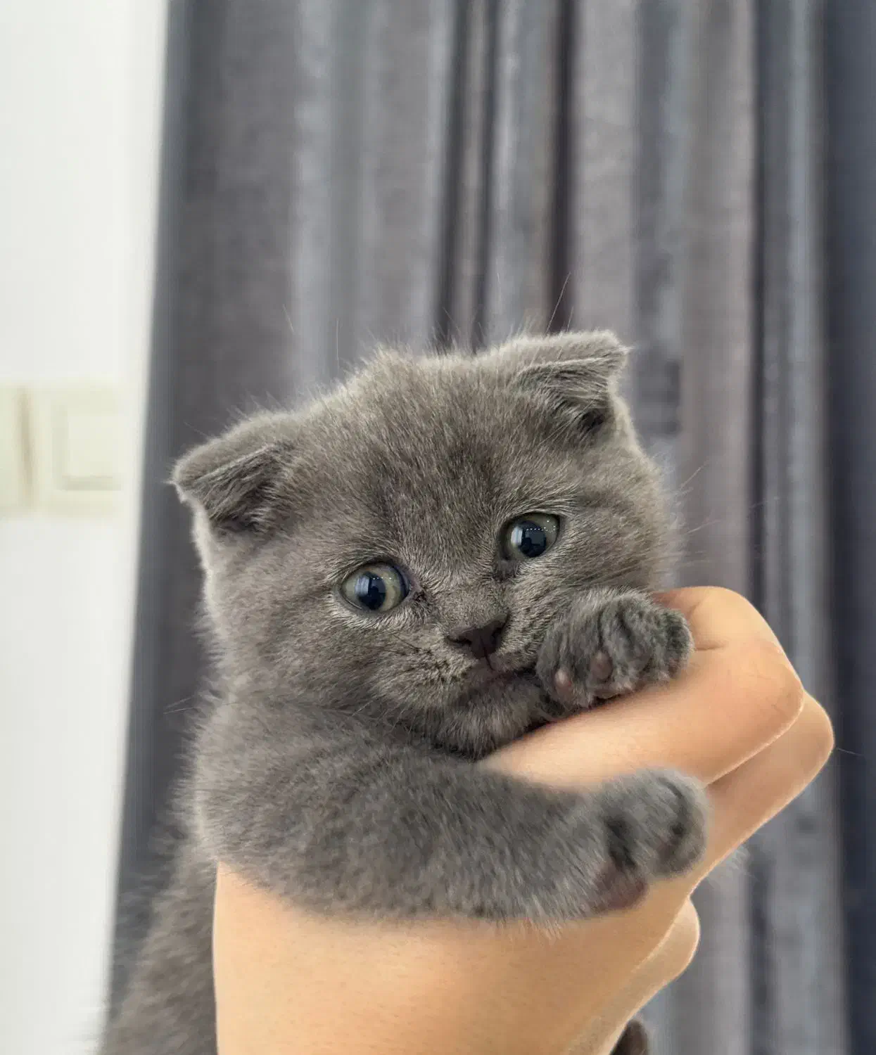 گربه اسکاتیش فولد|گربه|صومعه‌سرا, |دیوار