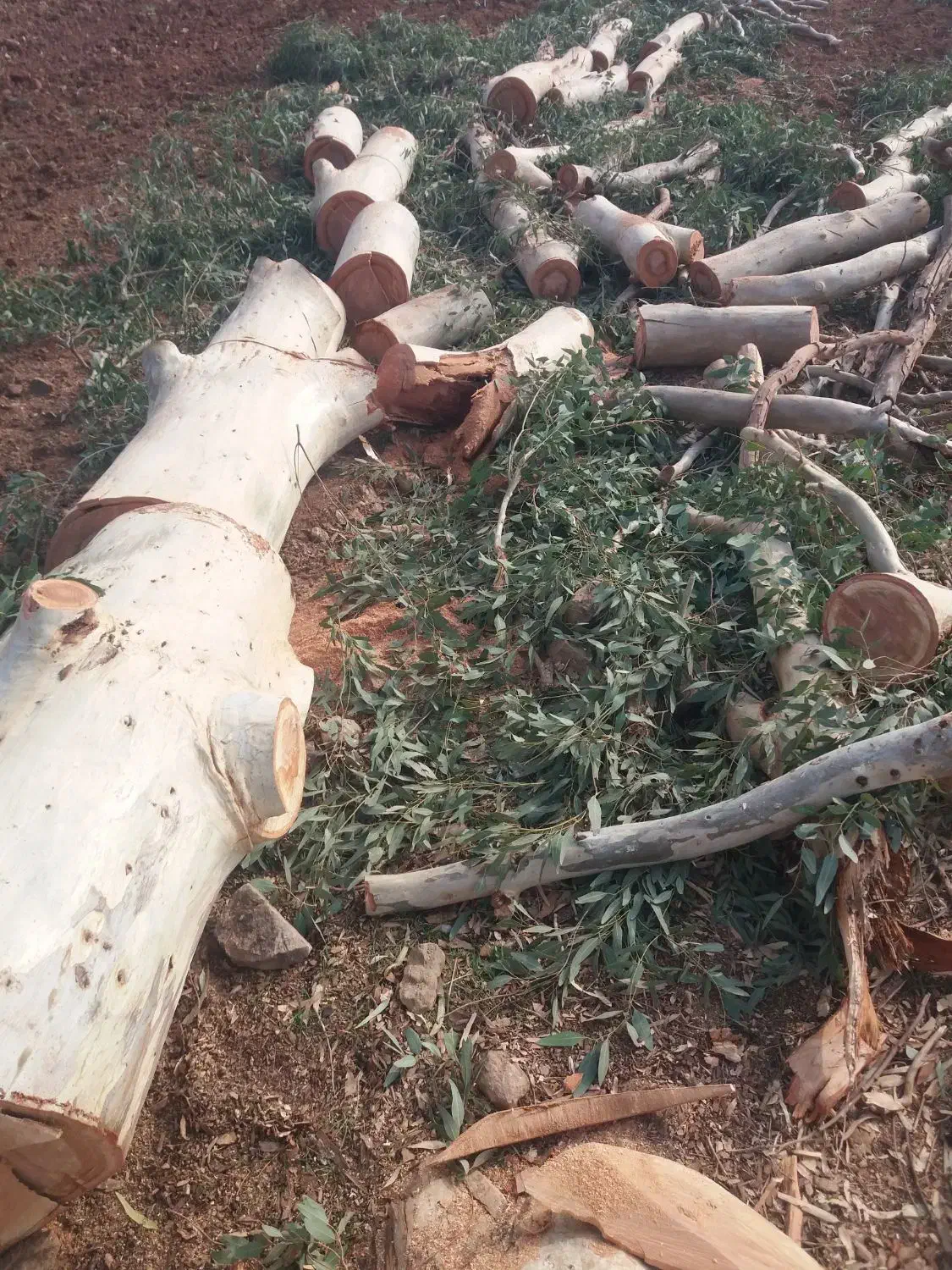 خرید وبرش درخت سرپا|خدمات باغبانی و درختکاری|سرپل ذهاب, |دیوار